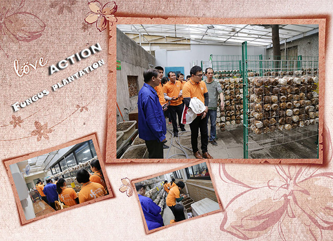 Fungus plantation.jpg Fungus plantation.jpg